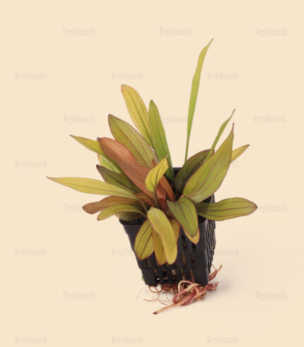 Echinodorus Red Diamond